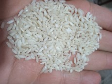  غلات | برنج برنج عنبر بو ایرانی و چمپا و خارجی