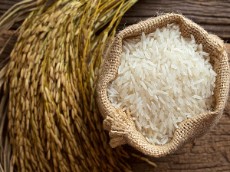  غلات | برنج برنج فجر سوزنی