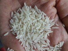 غلات | برنج برنج طارم هاشمی تولیدی مرداد 1401