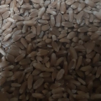  غلات | گندم گندم بذری اِن 20