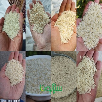 غلات | برنج کشت دوم هاشمی