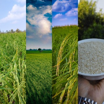  غلات | برنج برنج طارم هاشمی